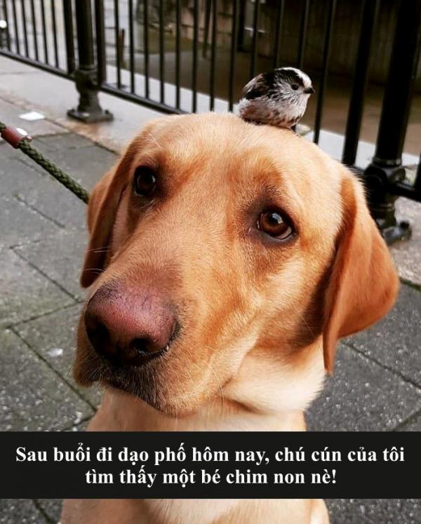Snapchat biến thành thế giới động vật với loạt lời bình 'cười nghiêng ngả' (Kỳ 4) Snapchat biến thành thế giới động vật với loạt lời bình 'cười nghiêng ngả' (Kỳ 4)