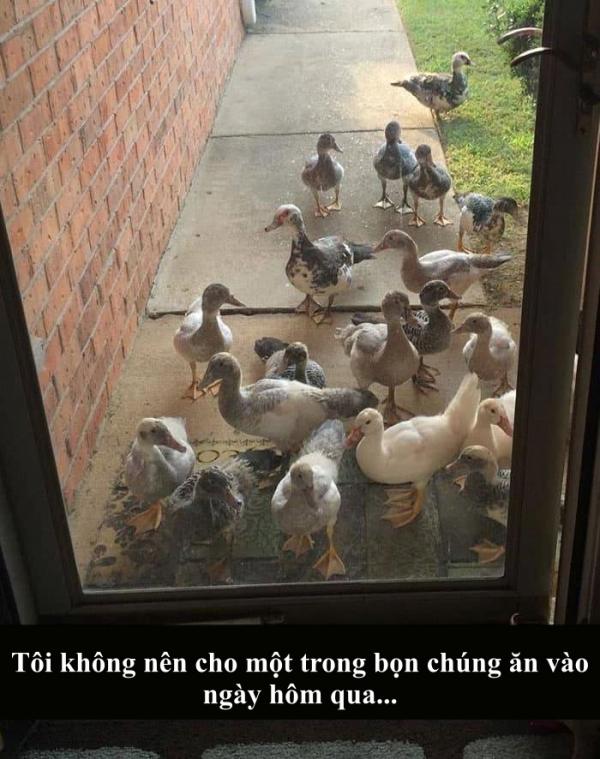 Snapchat biến thành thế giới động vật với loạt lời bình 'cười nghiêng ngả' (Kỳ 4) Snapchat biến thành thế giới động vật với loạt lời bình 'cười nghiêng ngả' (Kỳ 4)