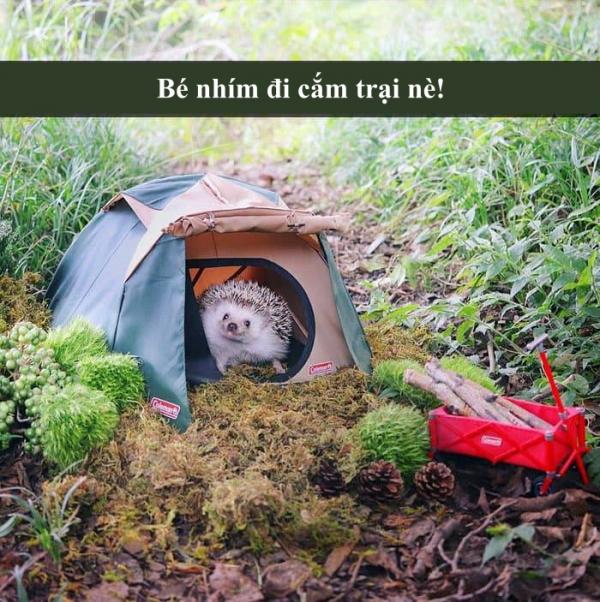 Snapchat biến thành thế giới động vật với loạt lời bình 'cười nghiêng ngả' (Kỳ 4) Snapchat biến thành thế giới động vật với loạt lời bình 'cười nghiêng ngả' (Kỳ 4)