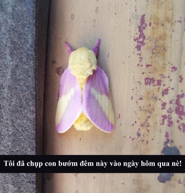 Snapchat biến thành thế giới động vật với loạt lời bình 'cười nghiêng ngả' (Kỳ 4) Snapchat biến thành thế giới động vật với loạt lời bình 'cười nghiêng ngả' (Kỳ 4)
