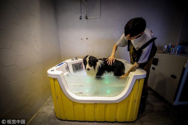 Rich dog là có thật: 'Sen' chi gần 12 tỷ đồng xây biệt thự sang chảnh cho 'boss' Rich dog là có thật: 'Sen' chi gần 12 tỷ đồng xây biệt thự sang chảnh cho 'boss'