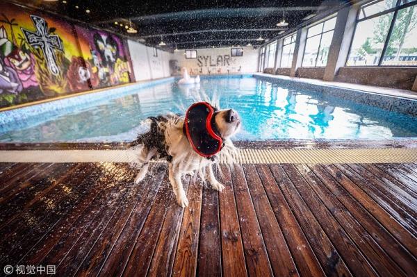 Rich dog là có thật: 'Sen' chi gần 12 tỷ đồng xây biệt thự sang chảnh cho 'boss' Rich dog là có thật: 'Sen' chi gần 12 tỷ đồng xây biệt thự sang chảnh cho 'boss'