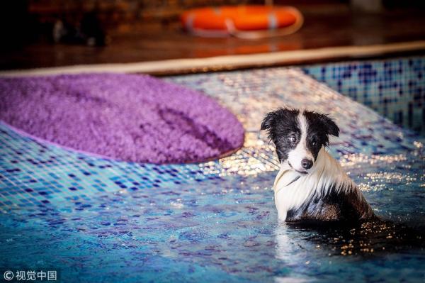 Rich dog là có thật: 'Sen' chi gần 12 tỷ đồng xây biệt thự sang chảnh cho 'boss' Rich dog là có thật: 'Sen' chi gần 12 tỷ đồng xây biệt thự sang chảnh cho 'boss'
