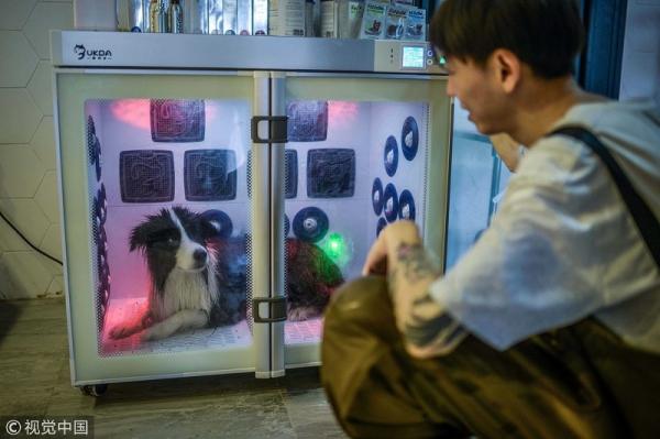 Rich dog là có thật: 'Sen' chi gần 12 tỷ đồng xây biệt thự sang chảnh cho 'boss' Rich dog là có thật: 'Sen' chi gần 12 tỷ đồng xây biệt thự sang chảnh cho 'boss'