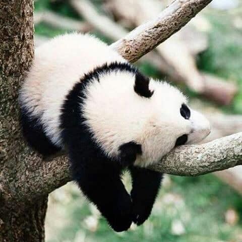 Phì cười trước nghìn lẻ một tư thế ngủ kỳ lạ, hài hước của động vật Phì cười trước nghìn lẻ một tư thế ngủ kỳ lạ, hài hước của động vật