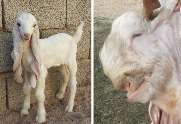 20 loài động vật kỳ lạ khiến bạn phải ngơ ngác tự hỏi 'Ơ! đây là con gì?' 20 loài động vật kỳ lạ khiến bạn phải ngơ ngác tự hỏi 'Ơ! đây là con gì?'
