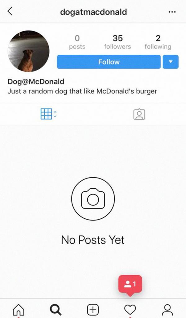 Cô chó 'đào mỏ' giả vờ làm chó hoang để xin xỏ hamburger của khách hàng tại McDonald's Cô chó 'đào mỏ' giả vờ làm chó hoang để xin xỏ hamburger của khách hàng tại McDonald's