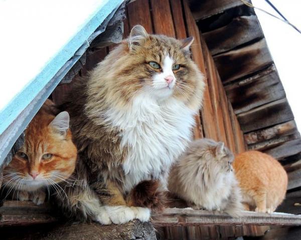 Ở ngoại ô Siberia tồn tại một 'Vùng đất mèo' ngỡ chỉ có trong truyền thuyết Ở ngoại ô Siberia tồn tại một 'Vùng đất mèo' ngỡ chỉ có trong truyền thuyết