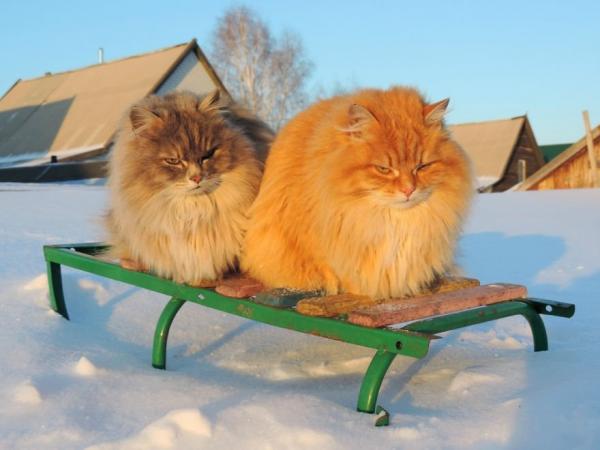 Ở ngoại ô Siberia tồn tại một 'Vùng đất mèo' ngỡ chỉ có trong truyền thuyết Ở ngoại ô Siberia tồn tại một 'Vùng đất mèo' ngỡ chỉ có trong truyền thuyết