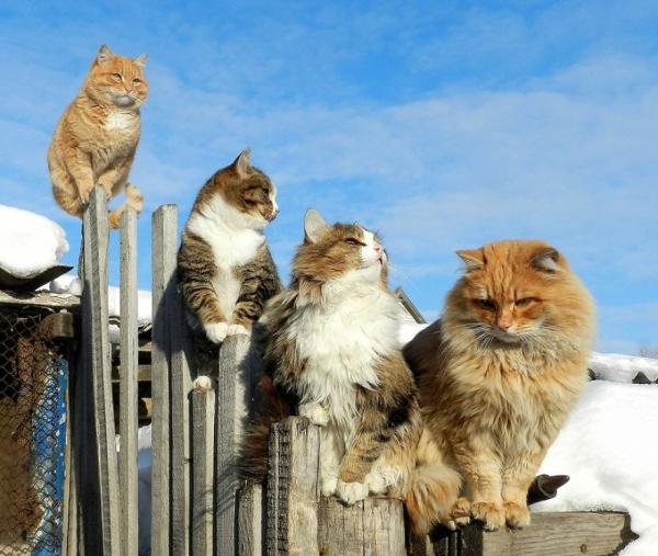 Ở ngoại ô Siberia tồn tại một 'Vùng đất mèo' ngỡ chỉ có trong truyền thuyết Ở ngoại ô Siberia tồn tại một 'Vùng đất mèo' ngỡ chỉ có trong truyền thuyết