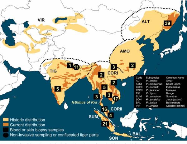 Thế giới chỉ còn có SÁU loài cọp đang sống trong hoang dã Thế giới chỉ còn có SÁU loài cọp đang sống trong hoang dã