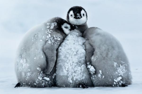 Cuteness overload: Trời rét -24°C, bầy cánh cụt con quây tròn sưởi ấm cho nhau Cuteness overload: Trời rét -24°C, bầy cánh cụt con quây tròn sưởi ấm cho nhau
