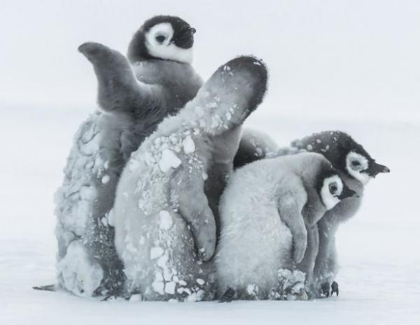 Cuteness overload: Trời rét -24°C, bầy cánh cụt con quây tròn sưởi ấm cho nhau Cuteness overload: Trời rét -24°C, bầy cánh cụt con quây tròn sưởi ấm cho nhau