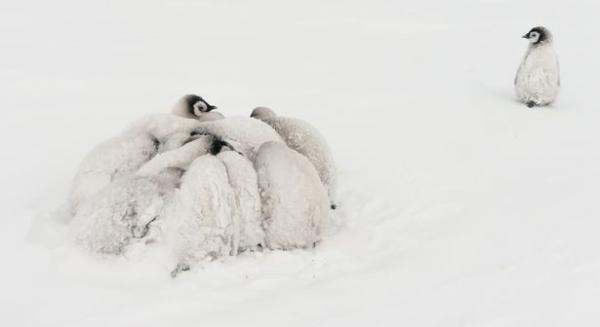 Cuteness overload: Trời rét -24°C, bầy cánh cụt con quây tròn sưởi ấm cho nhau Cuteness overload: Trời rét -24°C, bầy cánh cụt con quây tròn sưởi ấm cho nhau