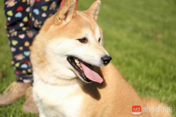 Chú chó Shiba Inu đáng yêu bỗng nhiên nổi tiếng trên MXH khi được lên sàn đấu giá Chú chó Shiba Inu đáng yêu bỗng nhiên nổi tiếng trên MXH khi được lên sàn đấu giá