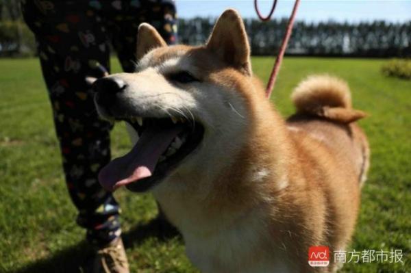 Chú chó Shiba Inu đáng yêu bỗng nhiên nổi tiếng trên MXH khi được lên sàn đấu giá Chú chó Shiba Inu đáng yêu bỗng nhiên nổi tiếng trên MXH khi được lên sàn đấu giá