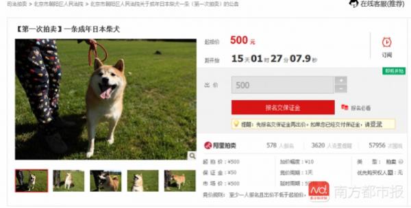 Chú chó Shiba Inu đáng yêu bỗng nhiên nổi tiếng trên MXH khi được lên sàn đấu giá Chú chó Shiba Inu đáng yêu bỗng nhiên nổi tiếng trên MXH khi được lên sàn đấu giá