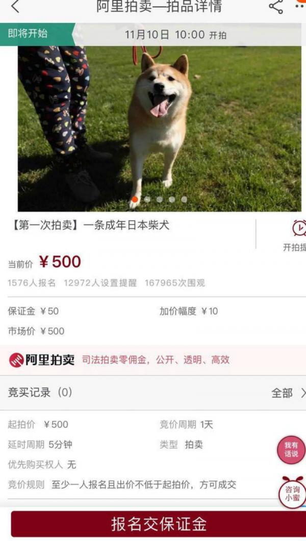 Chú chó Shiba Inu đáng yêu bỗng nhiên nổi tiếng trên MXH khi được lên sàn đấu giá Chú chó Shiba Inu đáng yêu bỗng nhiên nổi tiếng trên MXH khi được lên sàn đấu giá