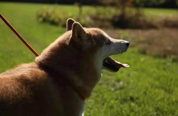 Chú chó Shiba Inu đáng yêu bỗng nhiên nổi tiếng trên MXH khi được lên sàn đấu giá Chú chó Shiba Inu đáng yêu bỗng nhiên nổi tiếng trên MXH khi được lên sàn đấu giá