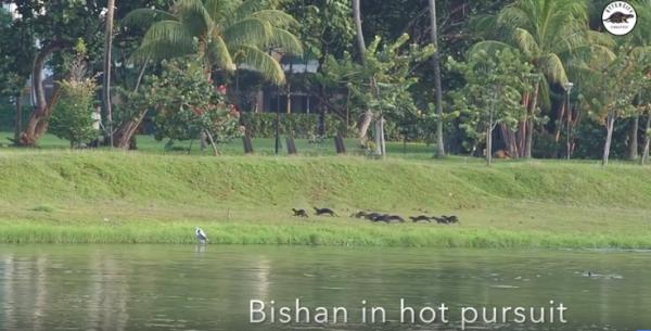 Hỗn chiến vì tranh chấp địa bàn giữa hai gia đình rái cá (có sơ đồ chiến thuật, video trận chiến) Hỗn chiến vì tranh chấp địa bàn giữa hai gia đình rái cá (có sơ đồ chiến thuật, video trận chiến)