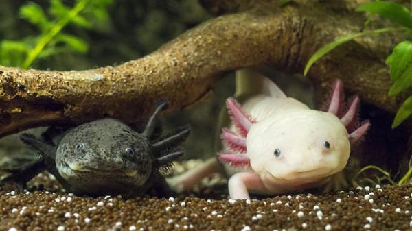 'Khủng long sáu sừng' Axolotl - Loài sinh vật kỳ dị, dễ thương mà ít người biết 'Khủng long sáu sừng' Axolotl - Loài sinh vật kỳ dị, dễ thương mà ít người biết