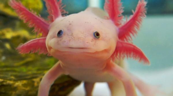 'Khủng long sáu sừng' Axolotl - Loài sinh vật kỳ dị, dễ thương mà ít người biết 'Khủng long sáu sừng' Axolotl - Loài sinh vật kỳ dị, dễ thương mà ít người biết