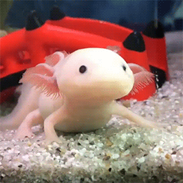 'Khủng long sáu sừng' Axolotl - Loài sinh vật kỳ dị, dễ thương mà ít người biết 'Khủng long sáu sừng' Axolotl - Loài sinh vật kỳ dị, dễ thương mà ít người biết