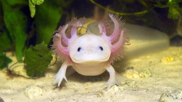'Khủng long sáu sừng' Axolotl - Loài sinh vật kỳ dị, dễ thương mà ít người biết 'Khủng long sáu sừng' Axolotl - Loài sinh vật kỳ dị, dễ thương mà ít người biết