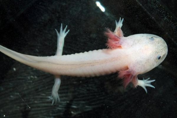 'Khủng long sáu sừng' Axolotl - Loài sinh vật kỳ dị, dễ thương mà ít người biết 'Khủng long sáu sừng' Axolotl - Loài sinh vật kỳ dị, dễ thương mà ít người biết