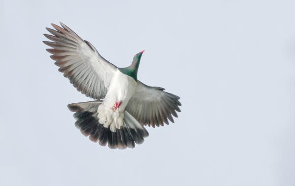 Loài bồ câu 'ngã cây' của New Zealand vừa được phong là 'chim của năm' Loài bồ câu 'ngã cây' của New Zealand vừa được phong là 'chim của năm'