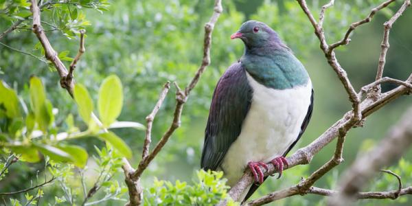 Loài bồ câu 'ngã cây' của New Zealand vừa được phong là 'chim của năm' Loài bồ câu 'ngã cây' của New Zealand vừa được phong là 'chim của năm'