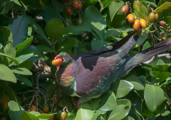 Loài bồ câu 'ngã cây' của New Zealand vừa được phong là 'chim của năm' Loài bồ câu 'ngã cây' của New Zealand vừa được phong là 'chim của năm'