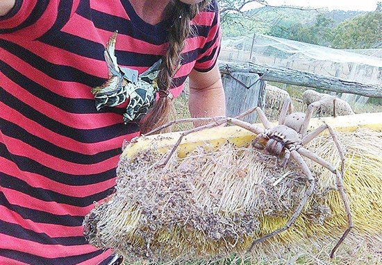 Cô gái giải cứu nhện khổng lồ và thả nó tự do khiến cộng đồng mạng 'câm nín' Cô gái giải cứu nhện khổng lồ và thả nó tự do khiến cộng đồng mạng 'câm nín'