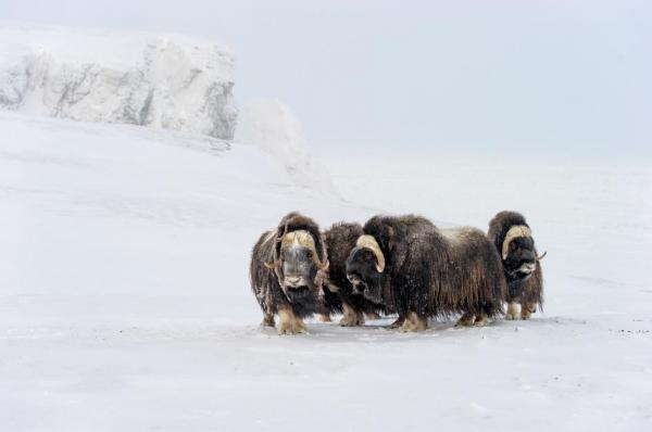Zapovednik: Những khu bảo tồn tự nhiên trăm năm tuổi mà chính người Nga cũng ít biết Zapovednik: Những khu bảo tồn tự nhiên trăm năm tuổi mà chính người Nga cũng ít biết