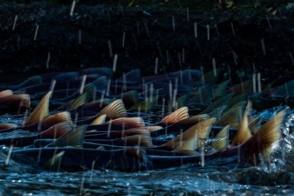 Zapovednik: Những khu bảo tồn tự nhiên trăm năm tuổi mà chính người Nga cũng ít biết Zapovednik: Những khu bảo tồn tự nhiên trăm năm tuổi mà chính người Nga cũng ít biết