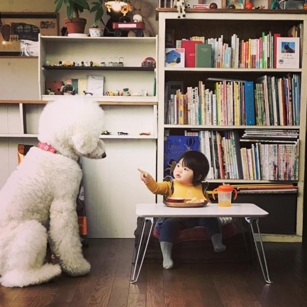Tim rung rinh khi ngắm nhìn sự kết hợp siêu cấp đáng yêu giữa cô bé 2 tuổi tí hon và chó Poodle khổng lồ Tim rung rinh khi ngắm nhìn sự kết hợp siêu cấp đáng yêu giữa cô bé 2 tuổi tí hon và chó Poodle khổng lồ
