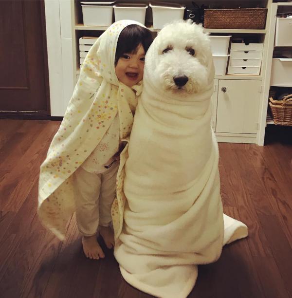 Tim rung rinh khi ngắm nhìn sự kết hợp siêu cấp đáng yêu giữa cô bé 2 tuổi tí hon và chó Poodle khổng lồ Tim rung rinh khi ngắm nhìn sự kết hợp siêu cấp đáng yêu giữa cô bé 2 tuổi tí hon và chó Poodle khổng lồ
