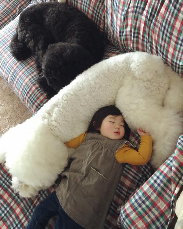 Tim rung rinh khi ngắm nhìn sự kết hợp siêu cấp đáng yêu giữa cô bé 2 tuổi tí hon và chó Poodle khổng lồ Tim rung rinh khi ngắm nhìn sự kết hợp siêu cấp đáng yêu giữa cô bé 2 tuổi tí hon và chó Poodle khổng lồ