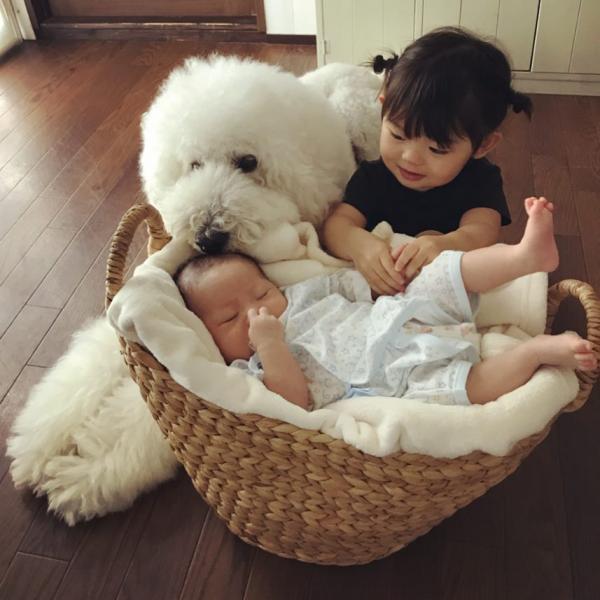 Tim rung rinh khi ngắm nhìn sự kết hợp siêu cấp đáng yêu giữa cô bé 2 tuổi tí hon và chó Poodle khổng lồ Tim rung rinh khi ngắm nhìn sự kết hợp siêu cấp đáng yêu giữa cô bé 2 tuổi tí hon và chó Poodle khổng lồ