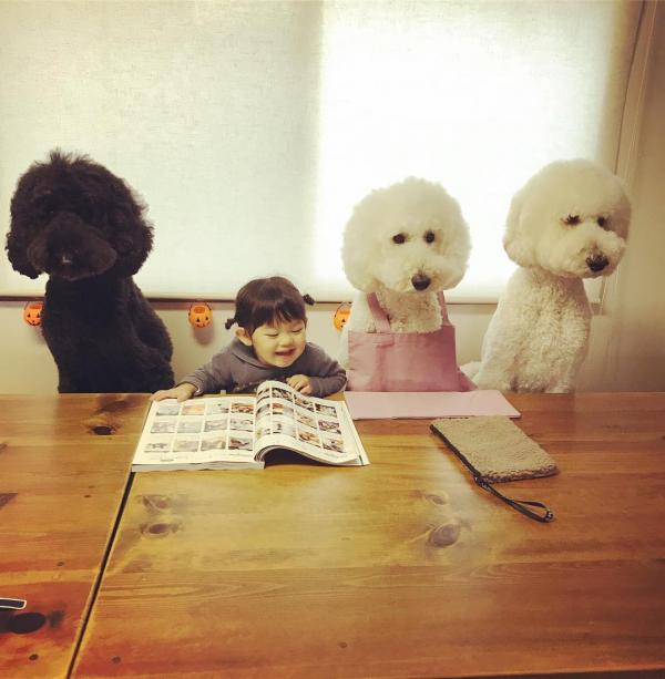 Tim rung rinh khi ngắm nhìn sự kết hợp siêu cấp đáng yêu giữa cô bé 2 tuổi tí hon và chó Poodle khổng lồ Tim rung rinh khi ngắm nhìn sự kết hợp siêu cấp đáng yêu giữa cô bé 2 tuổi tí hon và chó Poodle khổng lồ