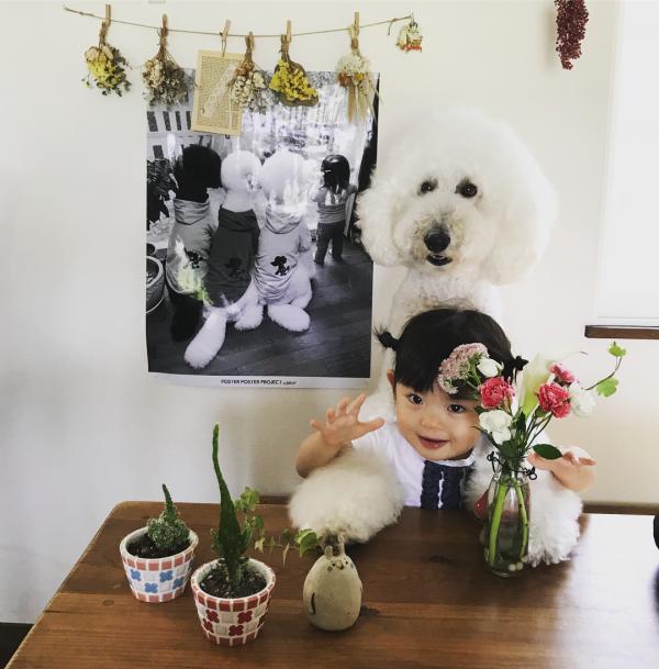 Tim rung rinh khi ngắm nhìn sự kết hợp siêu cấp đáng yêu giữa cô bé 2 tuổi tí hon và chó Poodle khổng lồ Tim rung rinh khi ngắm nhìn sự kết hợp siêu cấp đáng yêu giữa cô bé 2 tuổi tí hon và chó Poodle khổng lồ