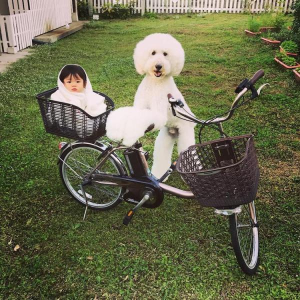 Tim rung rinh khi ngắm nhìn sự kết hợp siêu cấp đáng yêu giữa cô bé 2 tuổi tí hon và chó Poodle khổng lồ Tim rung rinh khi ngắm nhìn sự kết hợp siêu cấp đáng yêu giữa cô bé 2 tuổi tí hon và chó Poodle khổng lồ