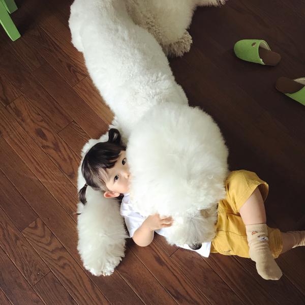 Tim rung rinh khi ngắm nhìn sự kết hợp siêu cấp đáng yêu giữa cô bé 2 tuổi tí hon và chó Poodle khổng lồ Tim rung rinh khi ngắm nhìn sự kết hợp siêu cấp đáng yêu giữa cô bé 2 tuổi tí hon và chó Poodle khổng lồ