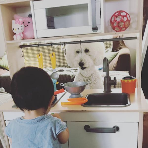Tim rung rinh khi ngắm nhìn sự kết hợp siêu cấp đáng yêu giữa cô bé 2 tuổi tí hon và chó Poodle khổng lồ Tim rung rinh khi ngắm nhìn sự kết hợp siêu cấp đáng yêu giữa cô bé 2 tuổi tí hon và chó Poodle khổng lồ