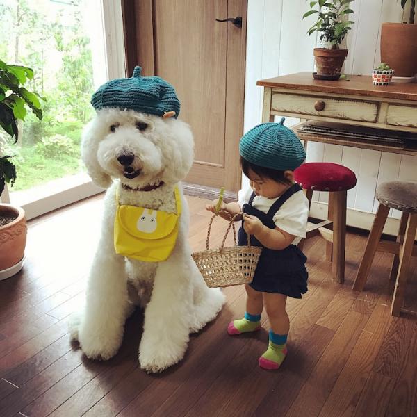 Tim rung rinh khi ngắm nhìn sự kết hợp siêu cấp đáng yêu giữa cô bé 2 tuổi tí hon và chó Poodle khổng lồ Tim rung rinh khi ngắm nhìn sự kết hợp siêu cấp đáng yêu giữa cô bé 2 tuổi tí hon và chó Poodle khổng lồ