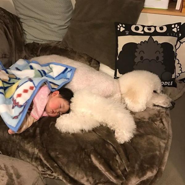 Tim rung rinh khi ngắm nhìn sự kết hợp siêu cấp đáng yêu giữa cô bé 2 tuổi tí hon và chó Poodle khổng lồ Tim rung rinh khi ngắm nhìn sự kết hợp siêu cấp đáng yêu giữa cô bé 2 tuổi tí hon và chó Poodle khổng lồ
