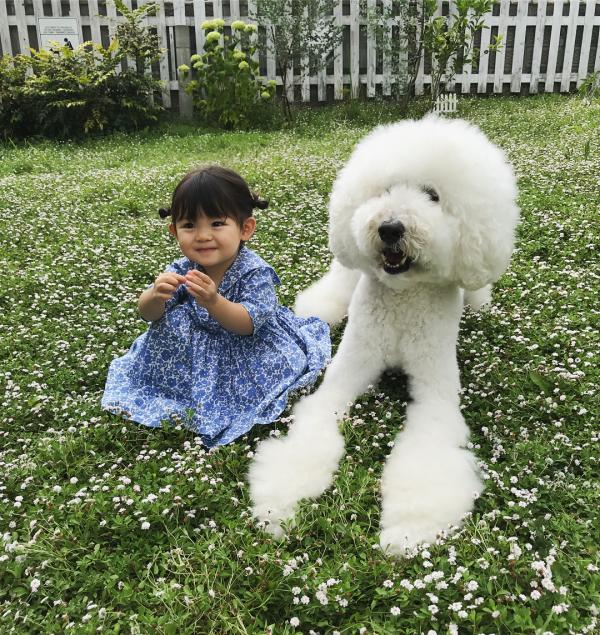 Tim rung rinh khi ngắm nhìn sự kết hợp siêu cấp đáng yêu giữa cô bé 2 tuổi tí hon và chó Poodle khổng lồ Tim rung rinh khi ngắm nhìn sự kết hợp siêu cấp đáng yêu giữa cô bé 2 tuổi tí hon và chó Poodle khổng lồ