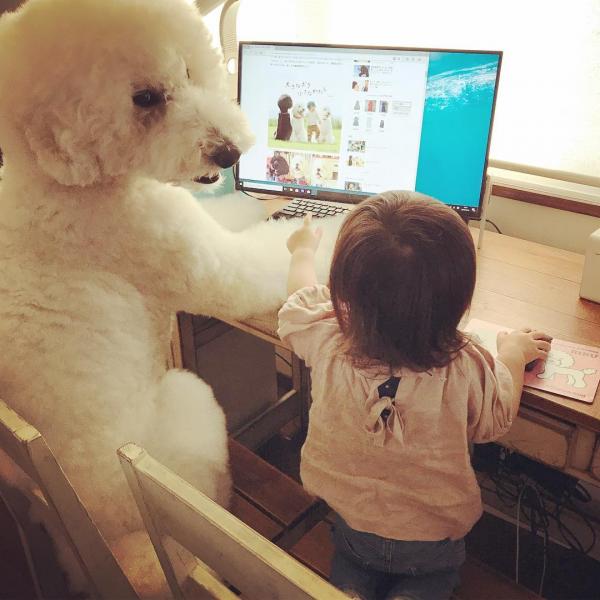 Tim rung rinh khi ngắm nhìn sự kết hợp siêu cấp đáng yêu giữa cô bé 2 tuổi tí hon và chó Poodle khổng lồ Tim rung rinh khi ngắm nhìn sự kết hợp siêu cấp đáng yêu giữa cô bé 2 tuổi tí hon và chó Poodle khổng lồ