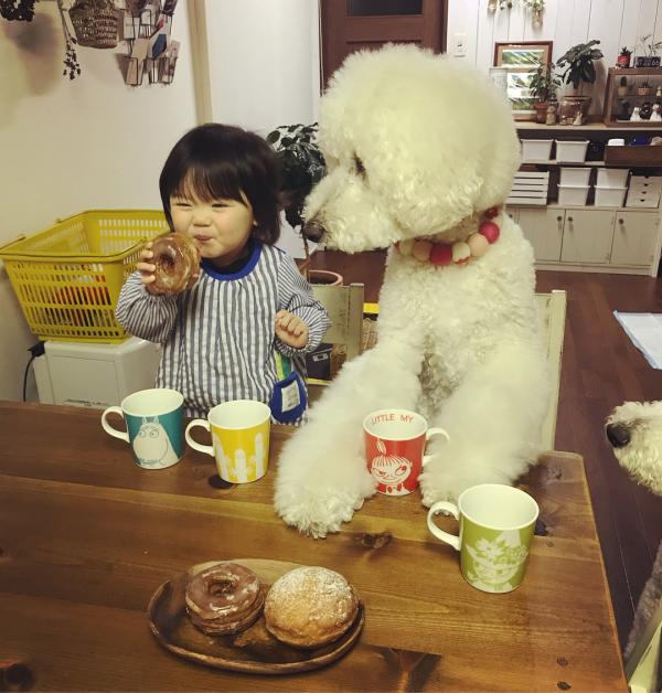 Tim rung rinh khi ngắm nhìn sự kết hợp siêu cấp đáng yêu giữa cô bé 2 tuổi tí hon và chó Poodle khổng lồ Tim rung rinh khi ngắm nhìn sự kết hợp siêu cấp đáng yêu giữa cô bé 2 tuổi tí hon và chó Poodle khổng lồ