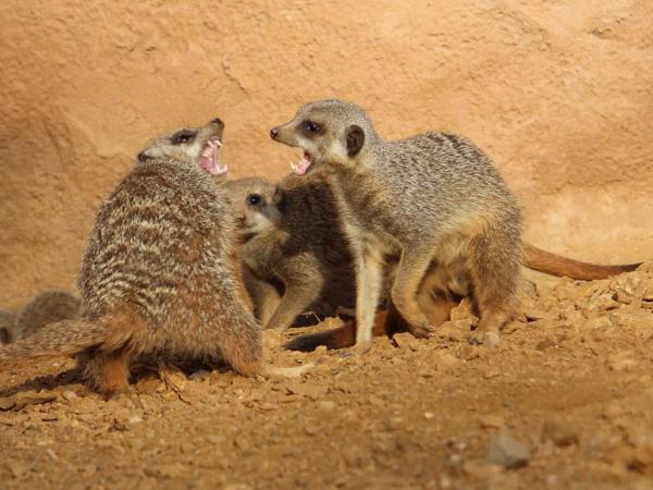 10 sự thật 'dễ xương' về họ hàng của Timon trong 'Vua Sư Tử' - Loài chồn meerkat 10 sự thật 'dễ xương' về họ hàng của Timon trong 'Vua Sư Tử' - Loài chồn meerkat